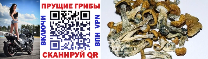 Псилоцибиновые грибы мицелий  Холмск 